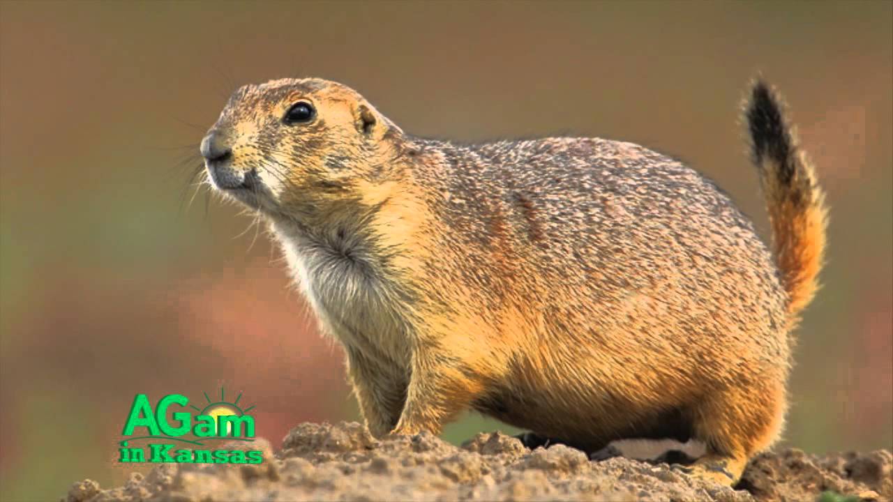 Around Kansas Prairie Dogs Sept 23 2015 Prairie Dog Prarie Dog Prairie Dog Town Around Kansas Prairie Dogs Sept 23 2015 Prairie Dog Prarie Dog Prairie Dog Town