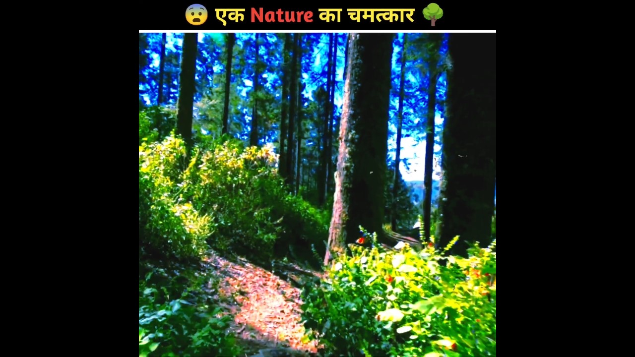 This is a miracle of nature 😨🌲