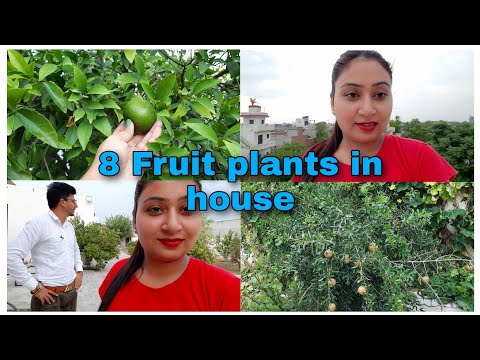 Videó: Gyümölcsnövények Tejes Fénye