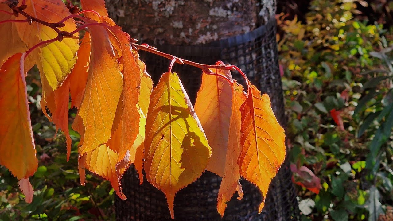 Syksyn värejä 2025