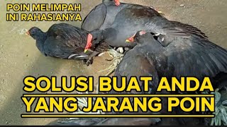 TERBARU!!SUARA PANGGIL BURUNG MANDAR SAWAH PALING AMPUH.tiếng chim moorhen kêu hay nhất