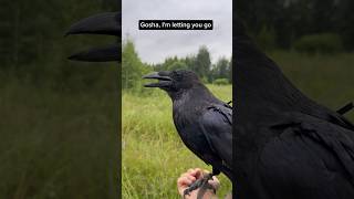 #воронгоша #raven #birds #animals #ravengosha
