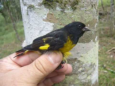 Spinus xanthogastra Yellow Bellied Siskin.Jilguero ventriamarillo