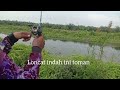 Sambaran tomanbikin gak bisa tidurcastingtoman tomanbabon casting mancing