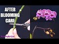 Orchid care for beginners  what to do after phalaenopsis blooms fall cutting spike  aftercare