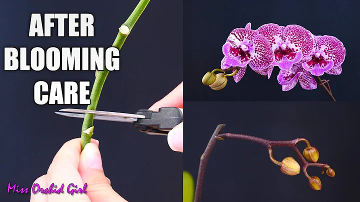 Orchid Care for Beginners - What to do after Phalaenopsis blooms fall? Cutting spike & aftercare - DayDayNews