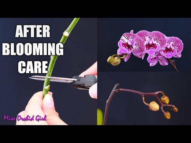 Orchid Care for Beginners - What to do after Phalaenopsis blooms fall? Cutting spike & aftercare class=