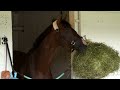 Dornoch Arrives for the 150th Kentucky Derby