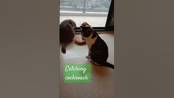 Thumbnail of What is that? 🙀 #music #song #cartoon #catsdreams #cat #cats #catvideos #trending
