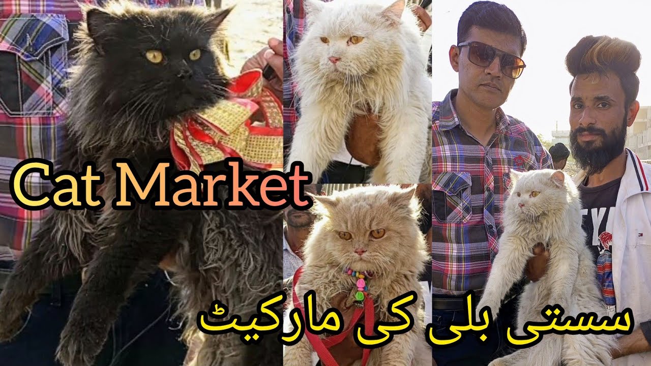 Cat Market Saddar Karachi Billi ki Market Saddar Karachi Pakistan