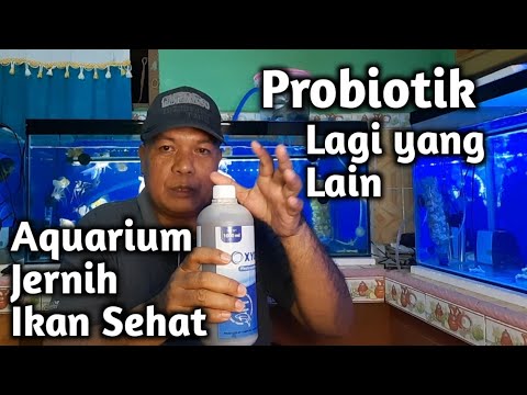 Video: Bagaimana Blok Eco-Bio Menambah Kualiti Air Akuarium?