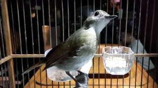 Perbedaan KANCILAN BAKAU dan SRDC agar tidak keliru