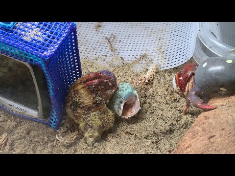 Rescued Hermit Crab Switches Shells || ViralHog