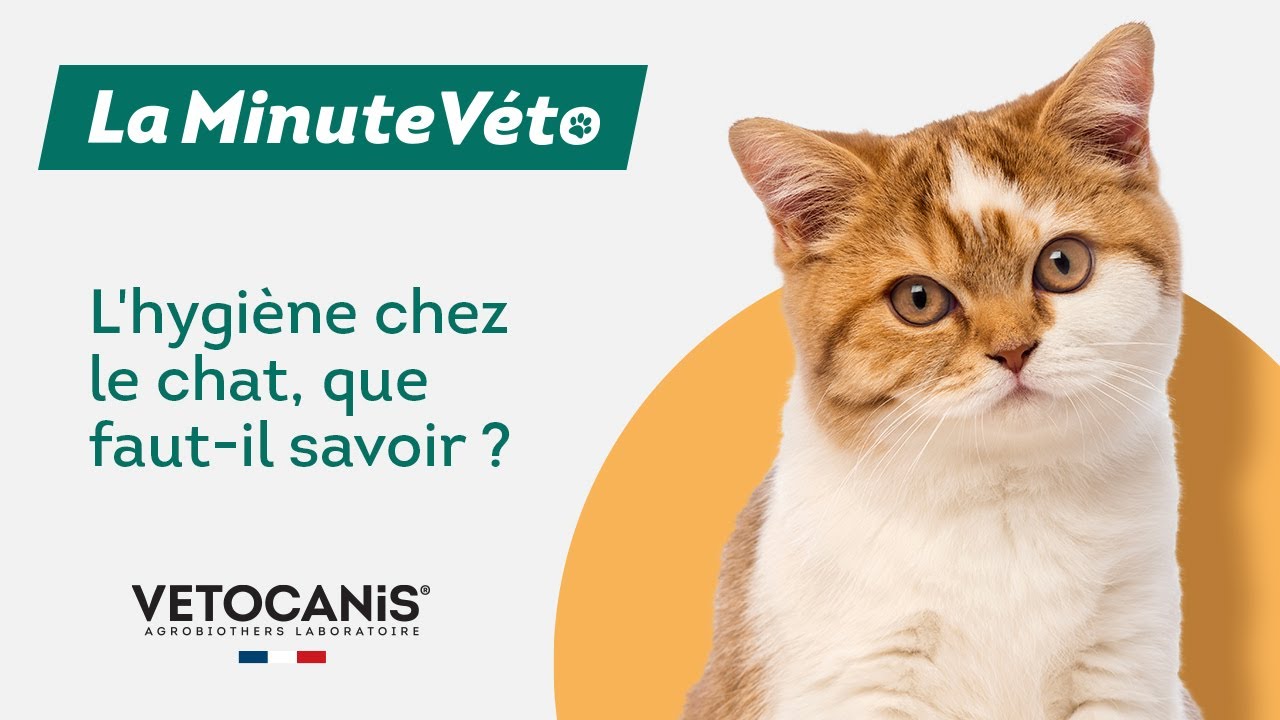 L'hygiène chez les chats : que faut-il savoir ? 