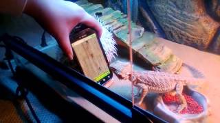 Bearded Dragon, baby Baltar, plays Ant Smasher