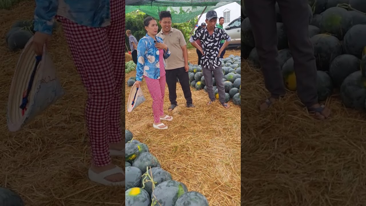 Dua tết miền tây. Ai đồ tiktotck