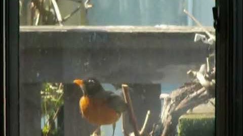 robin flying into window
