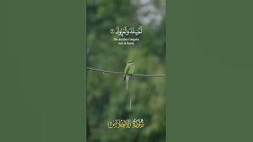 اجمل تلاوة لسورة الاخلاص