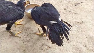Parrot Nose Long Tail Aseel Breeding Farm Odisha 7327860231