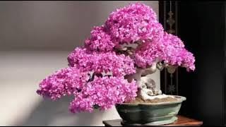 Kontes Bonsai Internasional