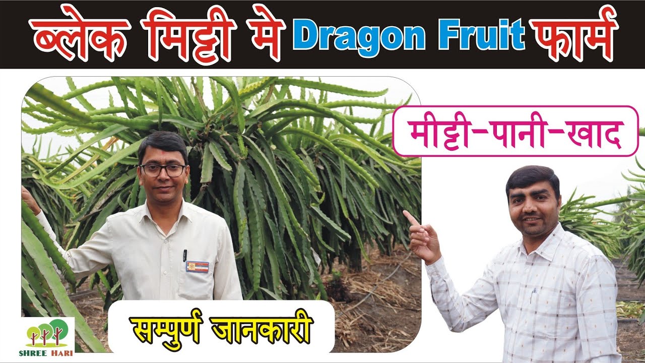 black Soil : successfully Dragon fruit farming in Gujarat : 9106310963