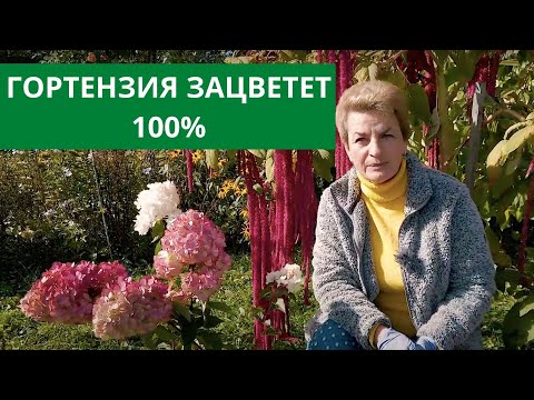 Хитрости шикарного цветения гортензии