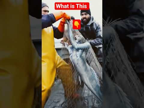 ما هذا شورتات