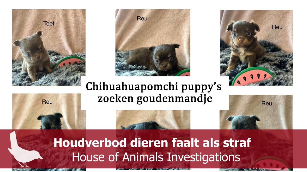 Houdverbod dieren faalt als straf - House of Animals Investigations