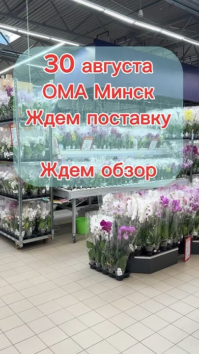 Ждем привоз ОМА Минск 30 августа. #орхидеицветут #orchidcare #орхидеи # ...