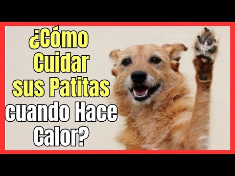 Video: Las patas de los perros pueden quemarse en el pavimento caliente. Aquí está cómo prevenir que suceda