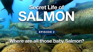 Secret Life of Salmon  |  Episode 2  'Where are all those baby Salmon?'