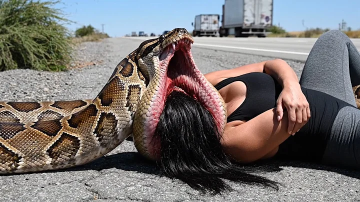 Video 11849351: giant burmese, rescue