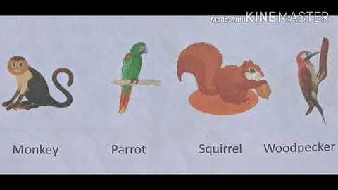 MLZS JHANSI CLASS 1 EVS Chapter 13 The World Of Animals Lecture 1