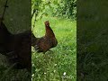 Kurka degustuje
