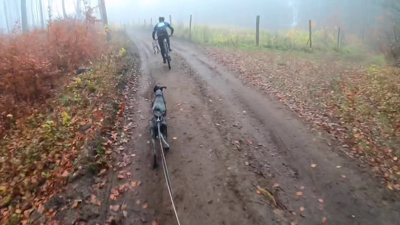 Bikejoring YouTube