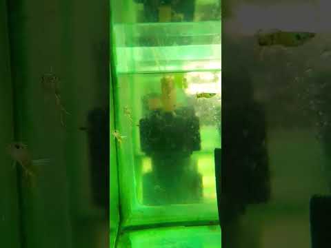guppy breeding. guppy farming. guppy caring. crown tail guppy. guppy fish fries caring.