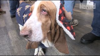 Dog holiday party benefits Quincy animal shelter
