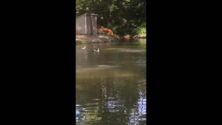 Daffy Diving Ducks