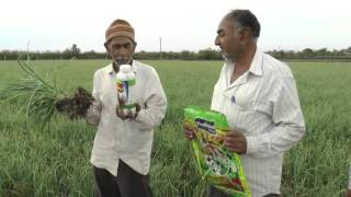 Organic Garlic with Plantonics Organic fertilizer | Garlic organic farming