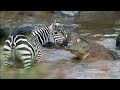 AMERICAN ZEBRA AND BIGGER CROCODILE, FINALLY ZEBRA FIGHTS FOR IT'S RIGHT