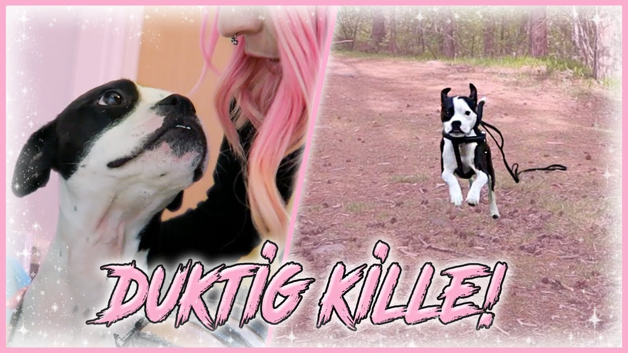 PÅ ÄVENTYR MED VOVVEN!