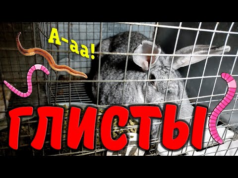 Глисты у кроликов. Как это бывает, чем грозит и как бороться?