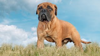 THE BULLMASTIFF DOG  BEST DOG TO PROTECT YOUR HOME FROM BURGLARS