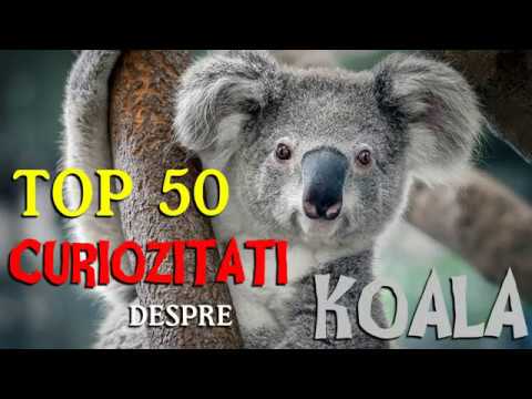 Video: De Ce Dispar Koala?