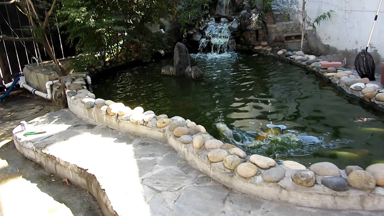 2000 Gallon Koi Pond After 3 Weeks With New Filtration System Installed After Youtube