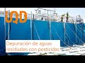 Eliminación de pesticidas en aguas residuales de centrales hortofrutícolas. IQD INVESQUIA