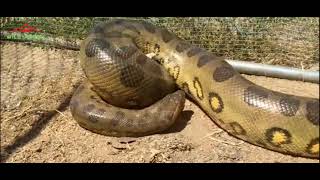 anaconda  Python  enters Chicken Coop  full hd snake video