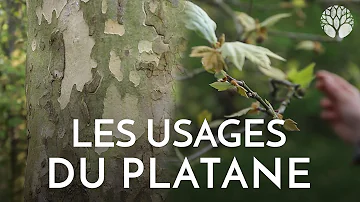 Quelle est le fruit du platane ?