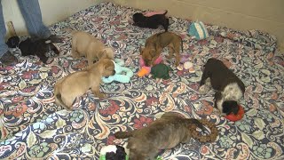 Ten puppies were found abandoned at a park, Ocala nonprofit steps in to help