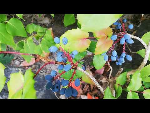 Video: Lyse Ideer For En Duftende Hage: Planter Med Frukt- Og Bæraromaer
